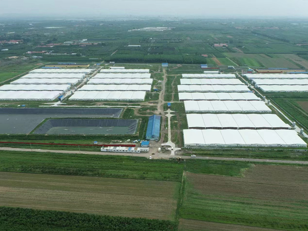 Qingdao 8PS, 21,000 cattle breeding plant project