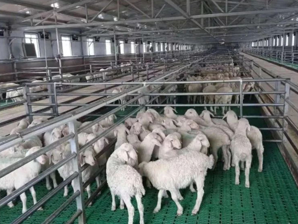 Plastic-Slatted-Floor-for-Goat-Sheep-Farming-Sheep-Dung-Board-Plastic-Floor-Sheep.webp_看图王