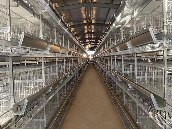 Fully Automatic Broiler Cage System