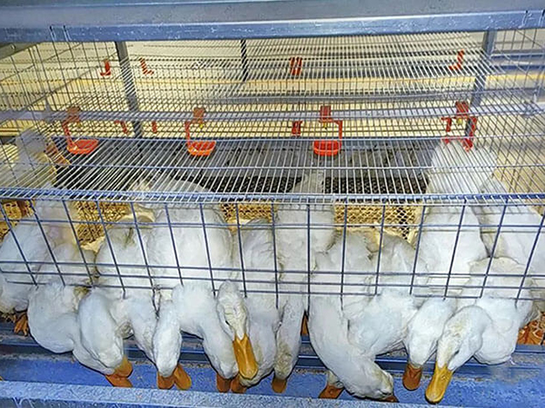 Semi-automatic duck cage system