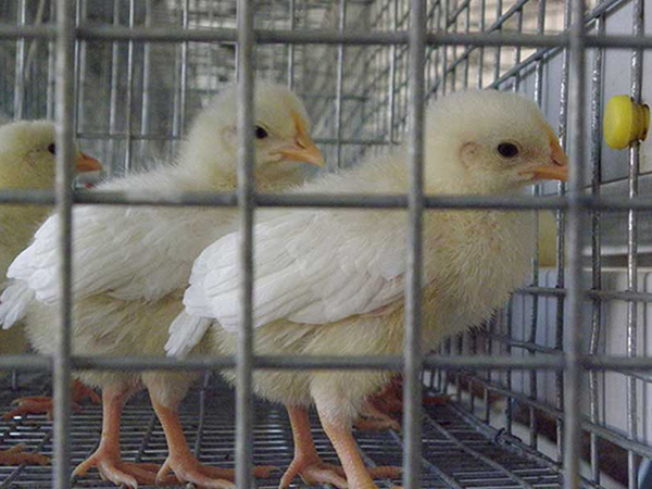 A Type Pullet Cage System