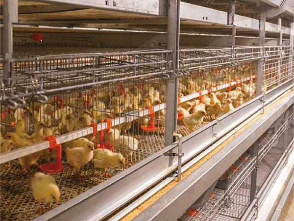 H-Type-Automatic-Baby-Layer-Broiler-Chicken-Brooder-Day-Old-Chick-Battery-Pullet-Cage.webp