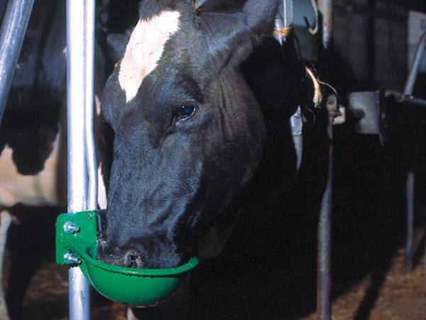 Cattle Water Drinking Bowl 